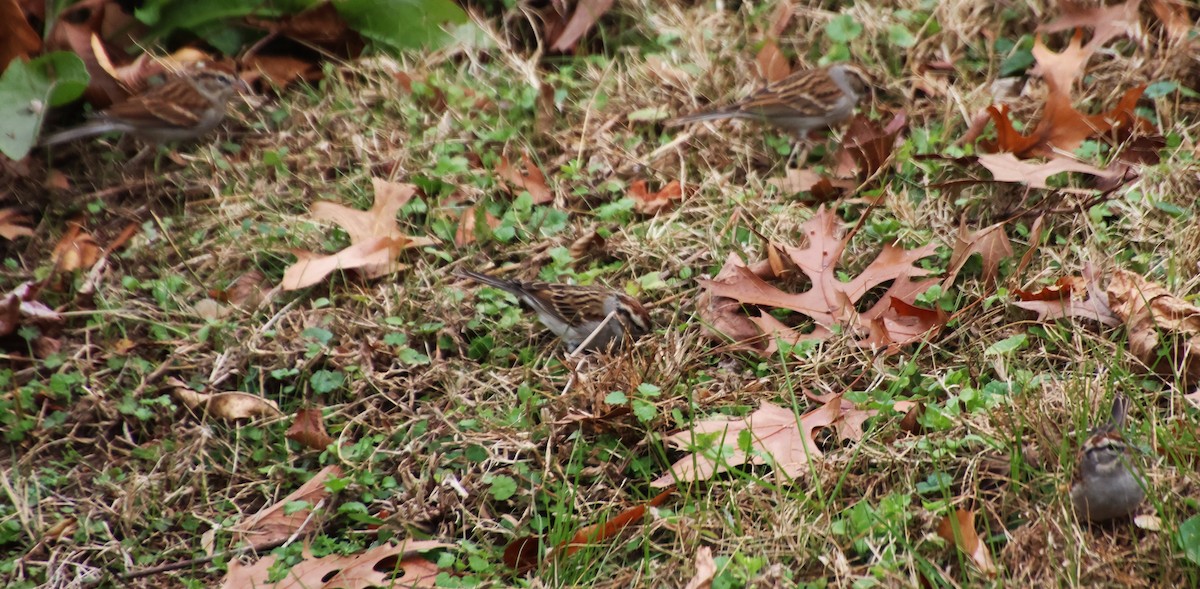 Chipping Sparrow - ML646373448