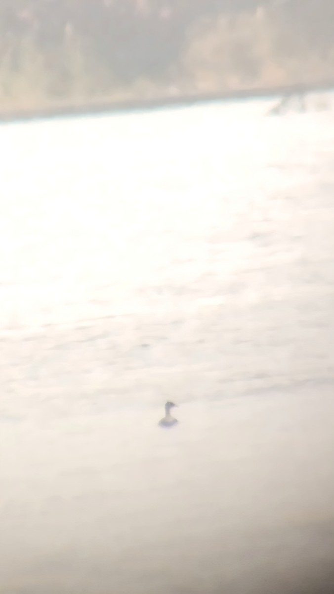 Red-necked Grebe - ML646373449