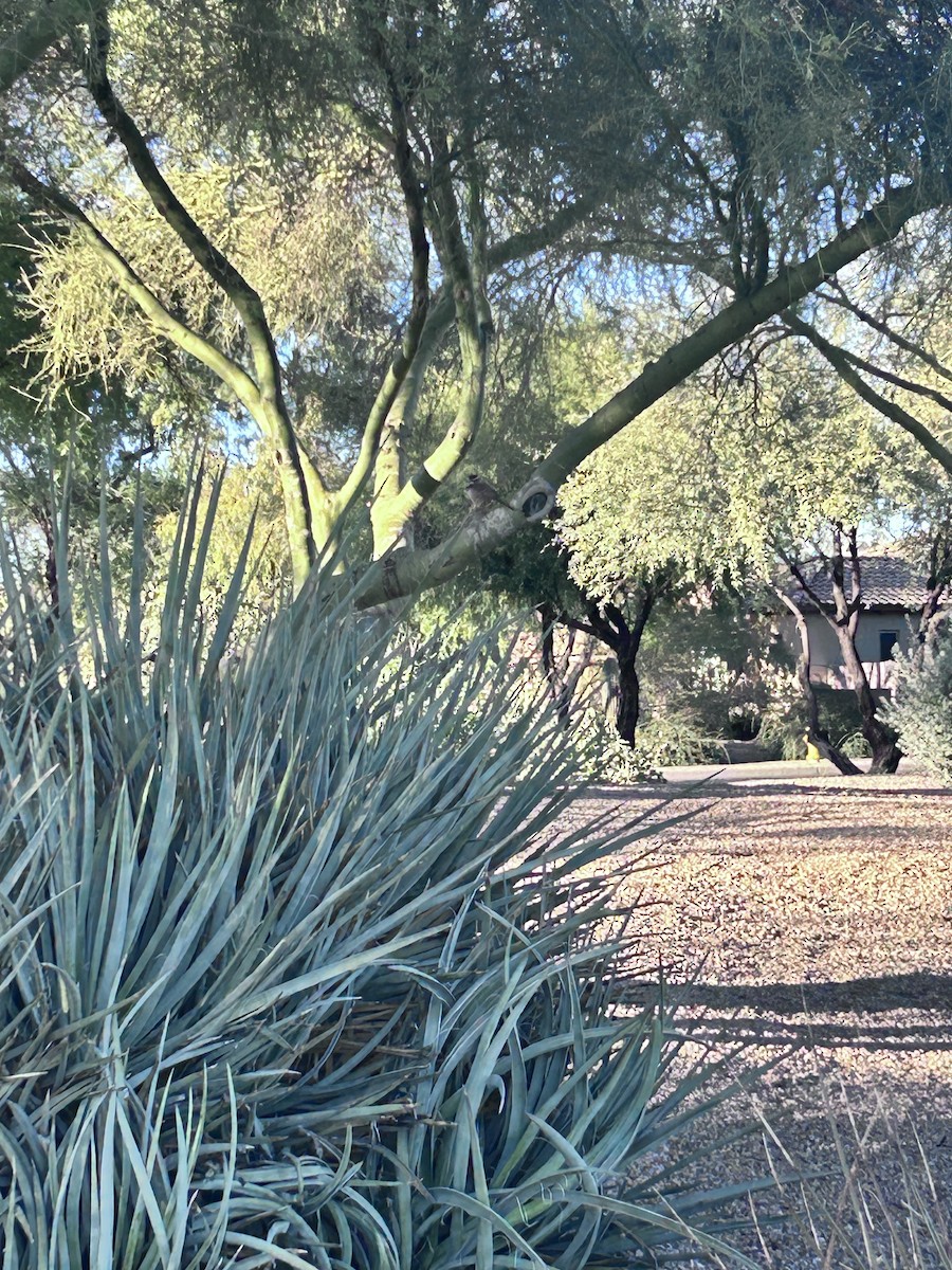 Cactus Wren - ML646373450