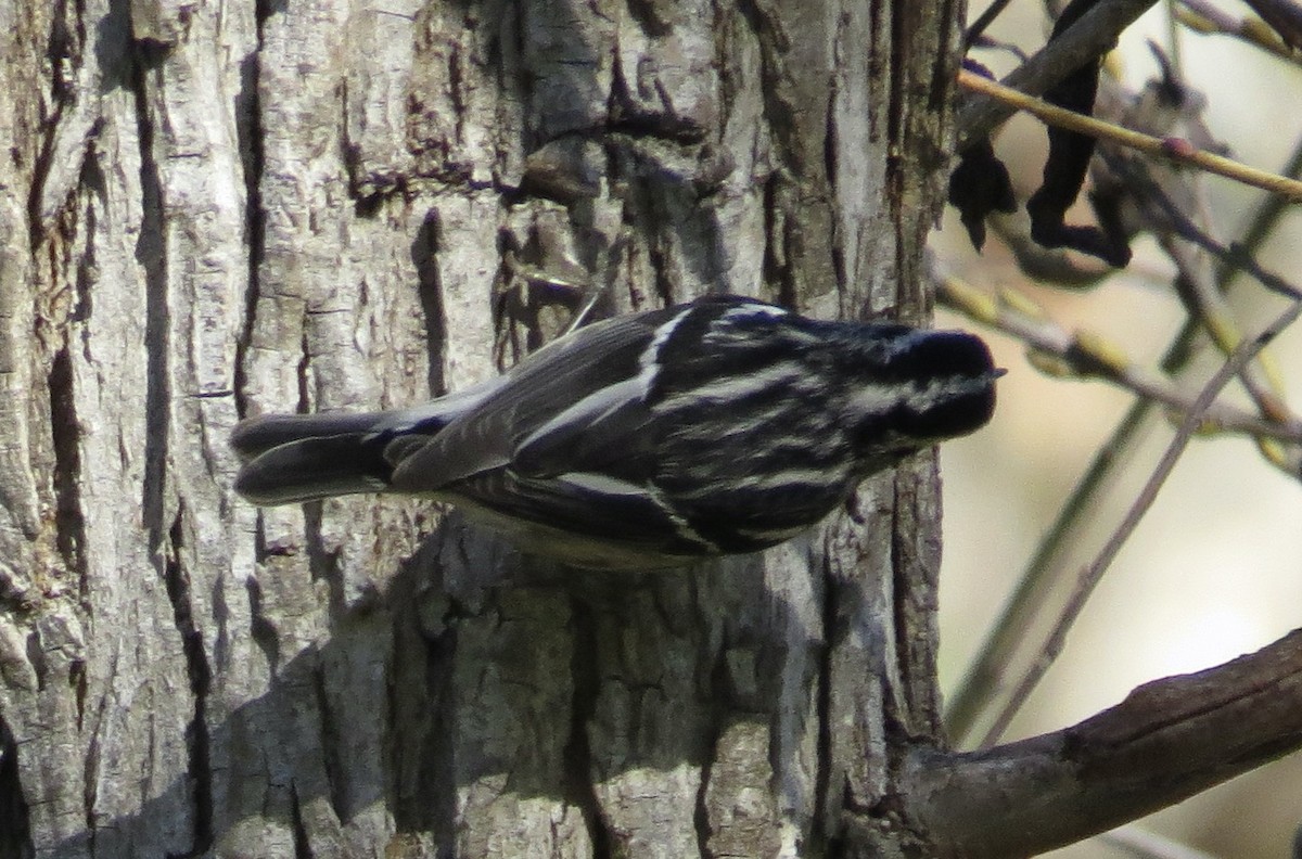 Black-and-white Warbler - ML646373451