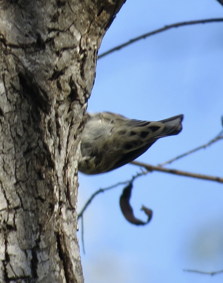 Black-and-white Warbler - ML646373452