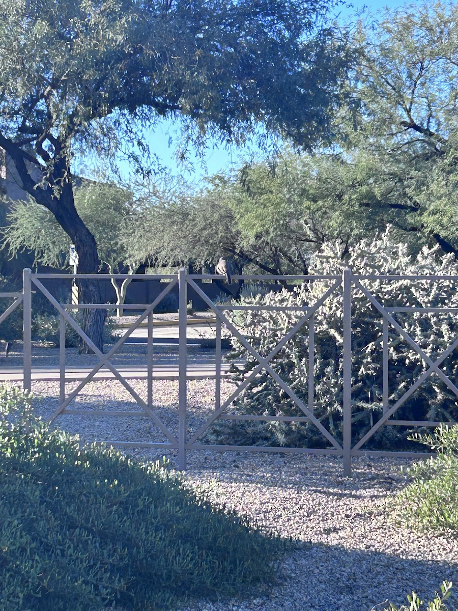 Curve-billed Thrasher - ML646373453