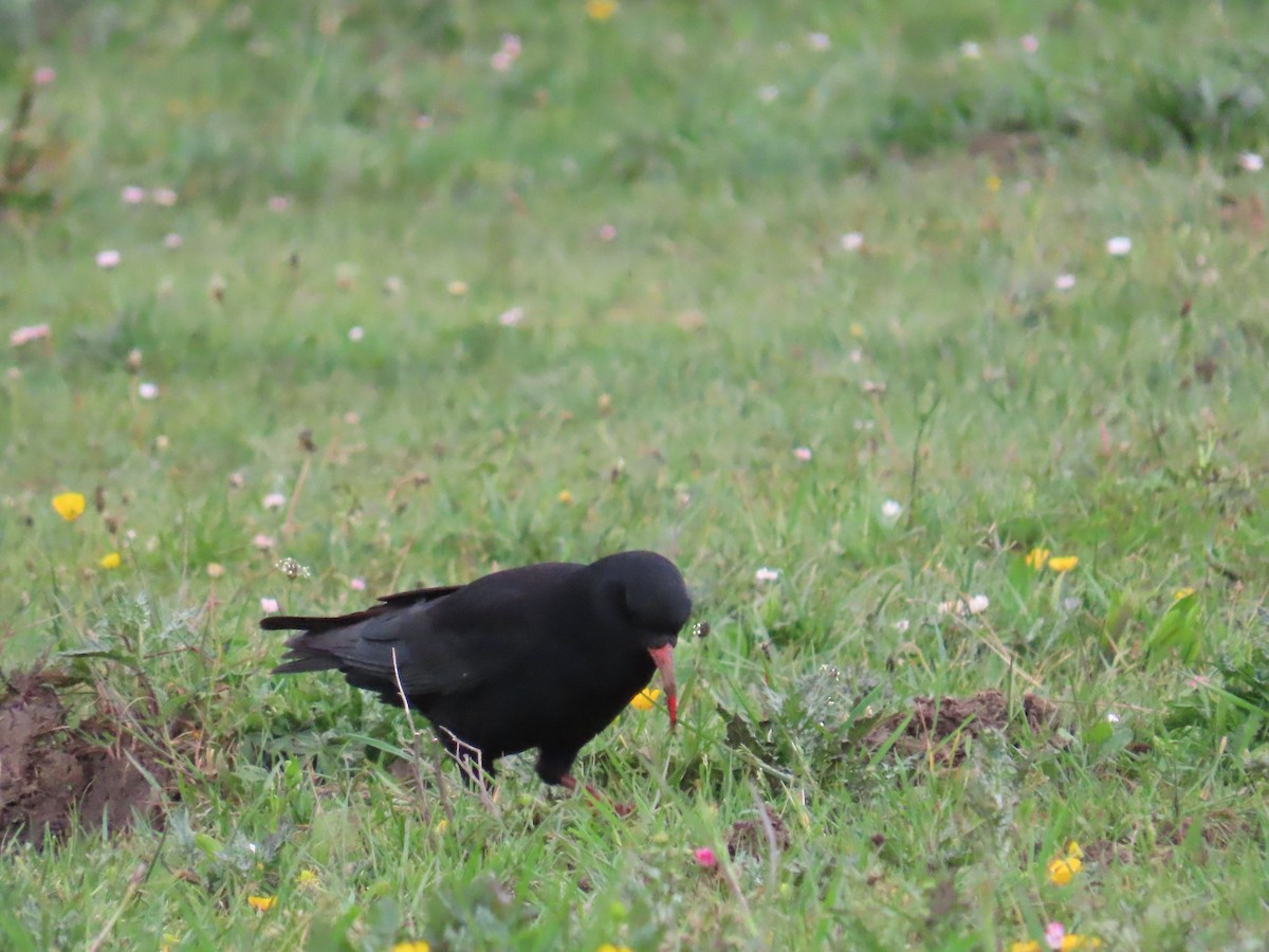 Red-billed Chough - ML646373454