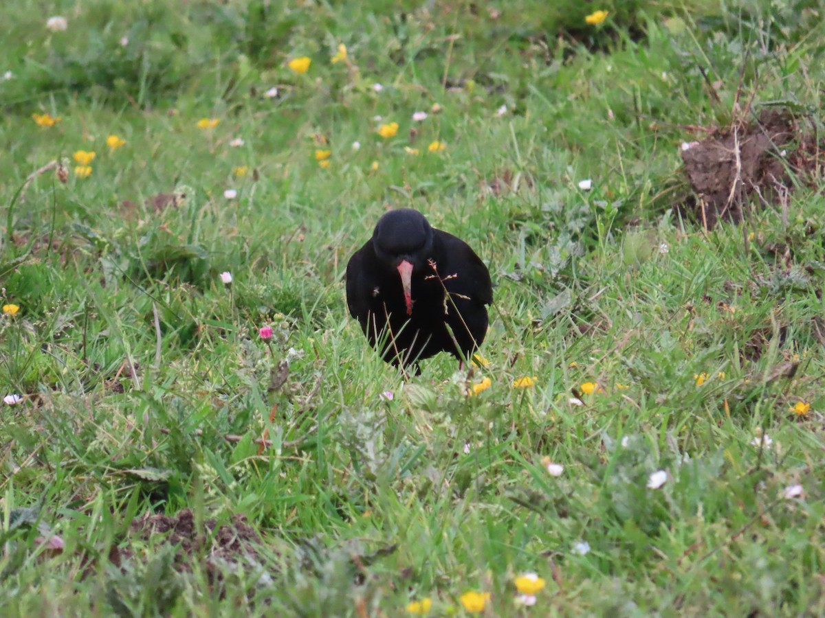 Red-billed Chough - ML646373455