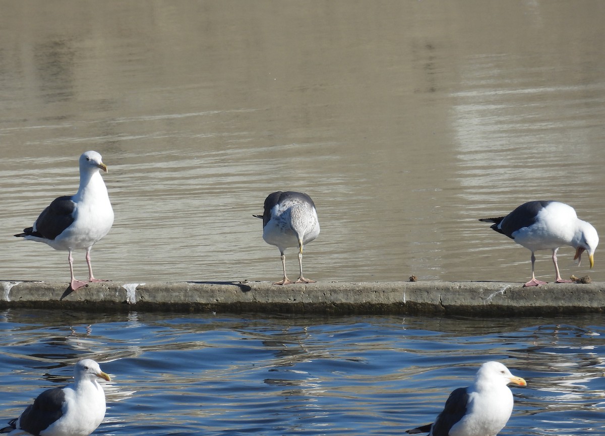 Western Gull - ML646373458