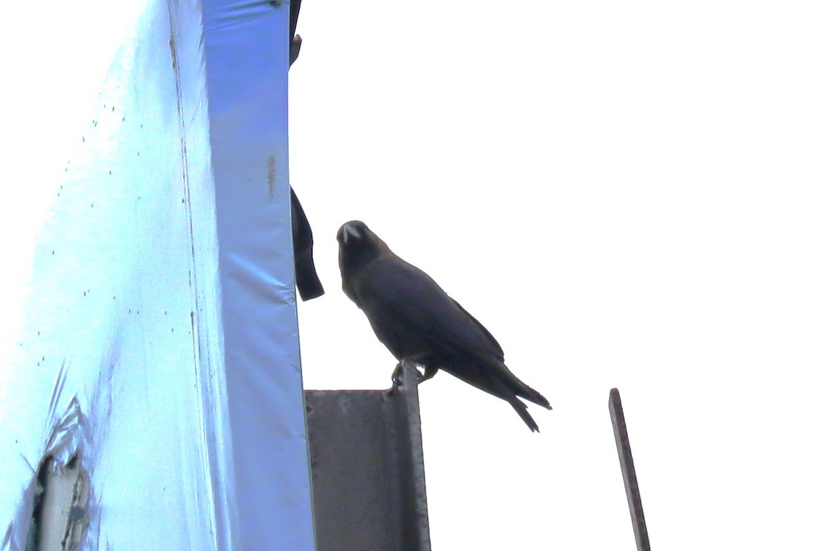 House Crow - ML646373459