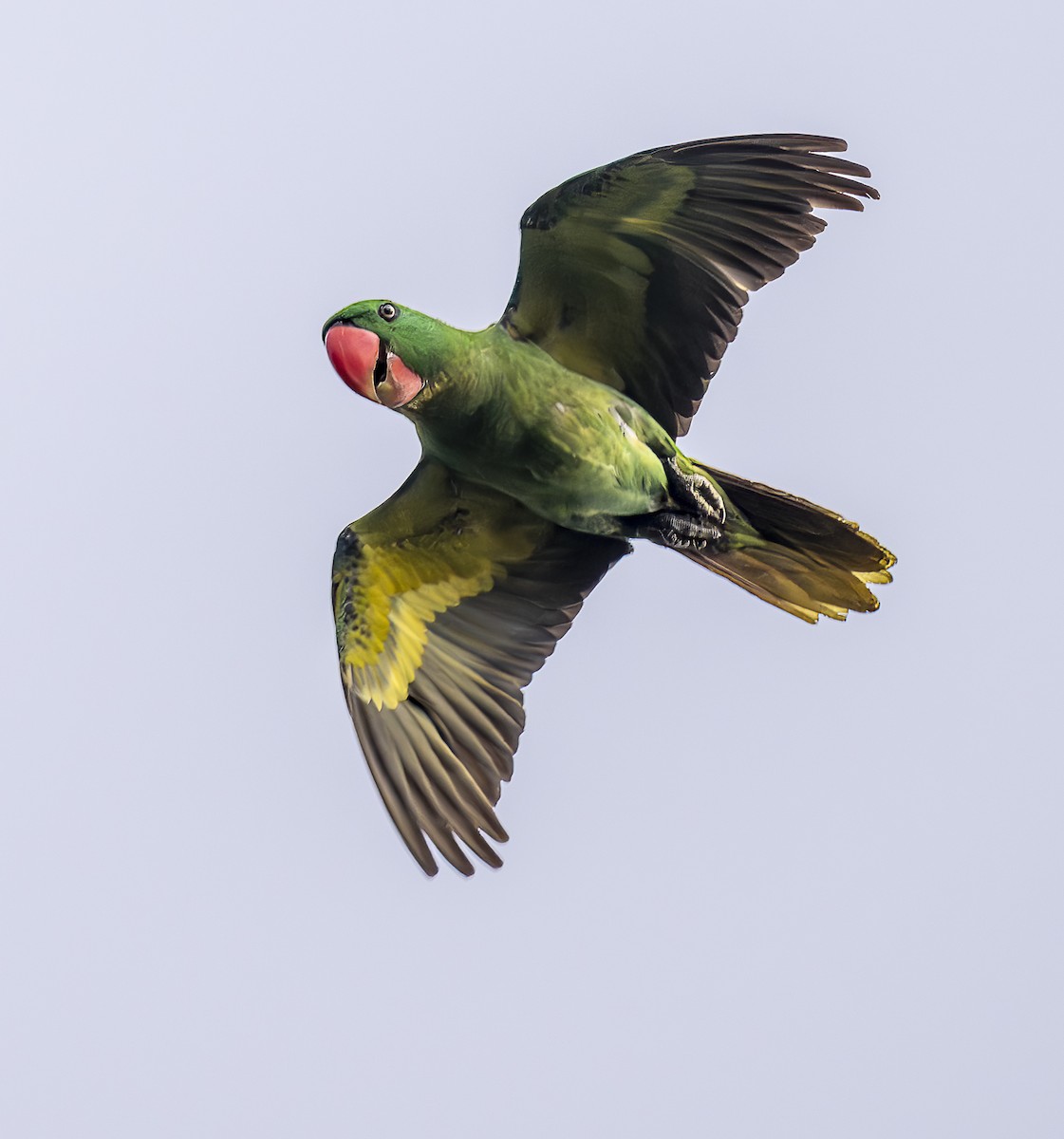 Great-billed Parrot - ML646373460