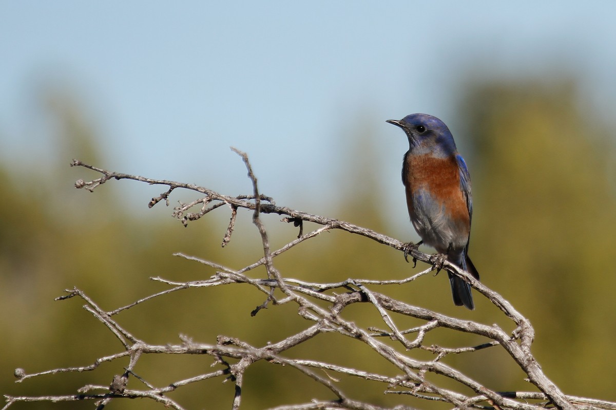 Western Bluebird - ML646373461
