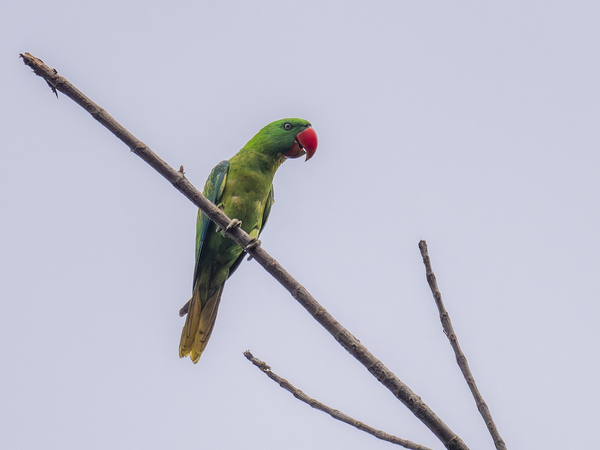Great-billed Parrot - ML646373462