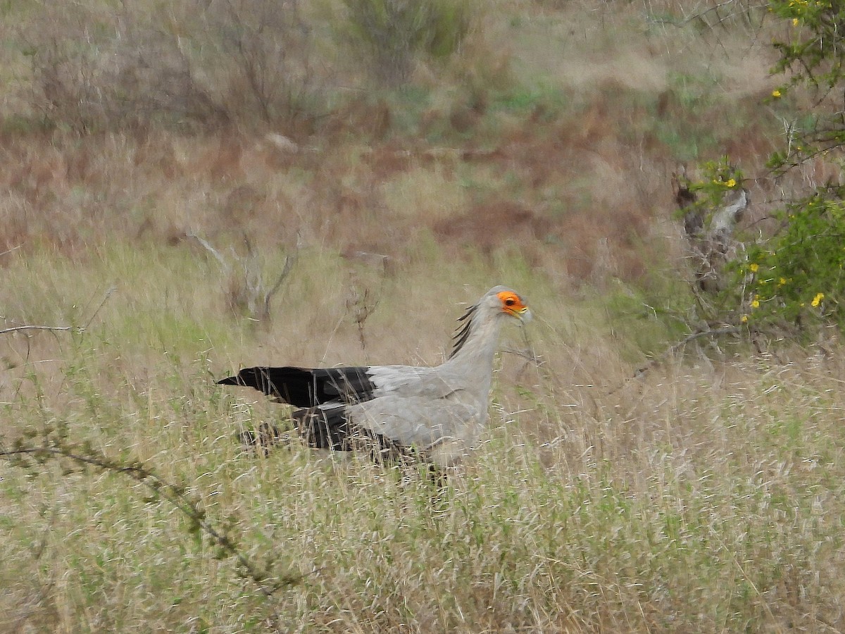 Secretarybird - ML646373463