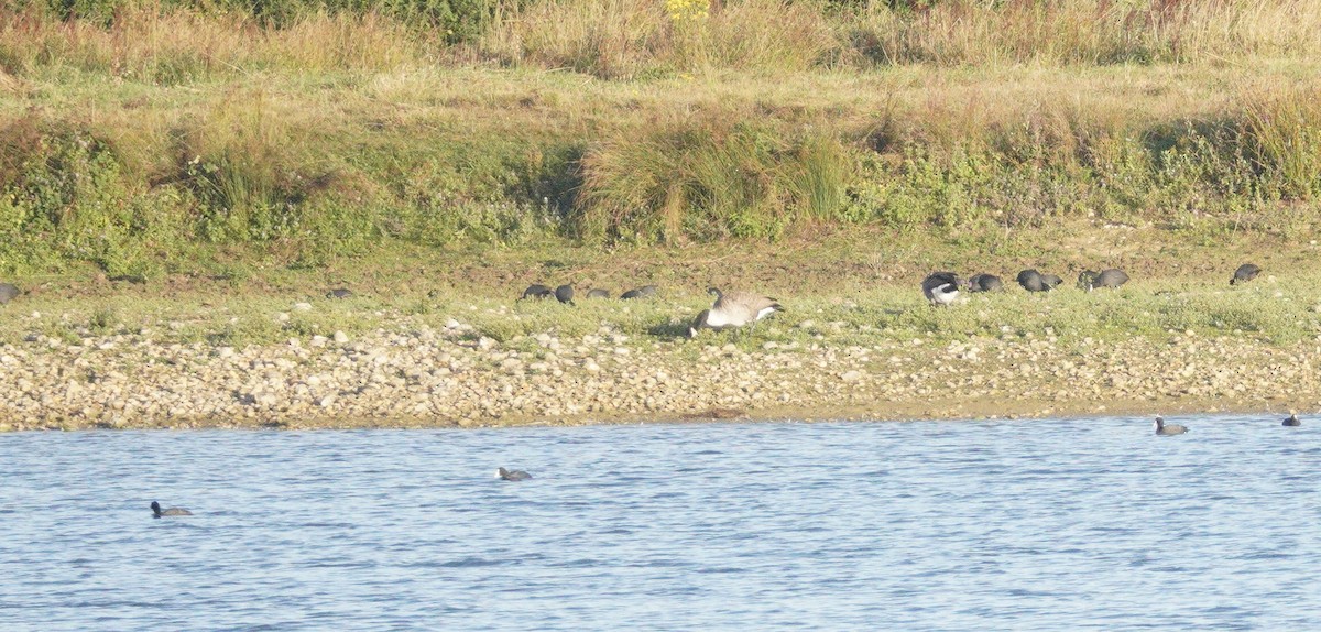 Canada Goose - ML646373464