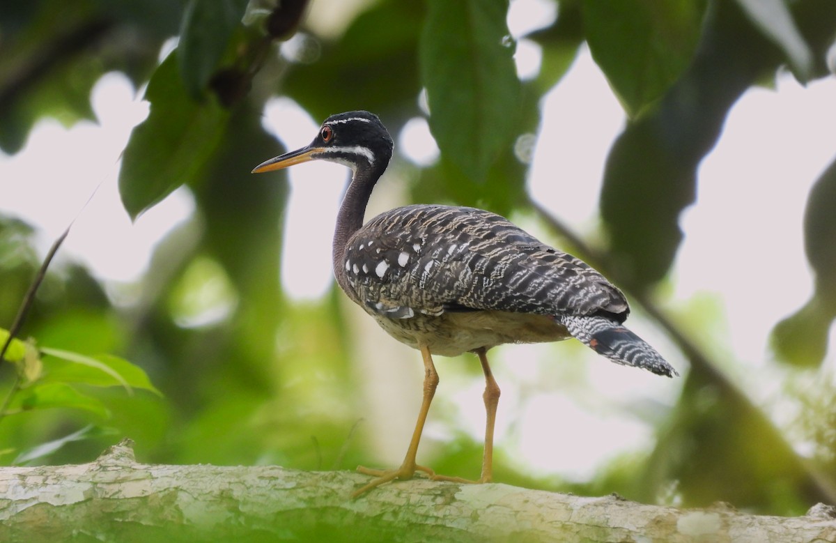 ジャノメドリ - ML646373465