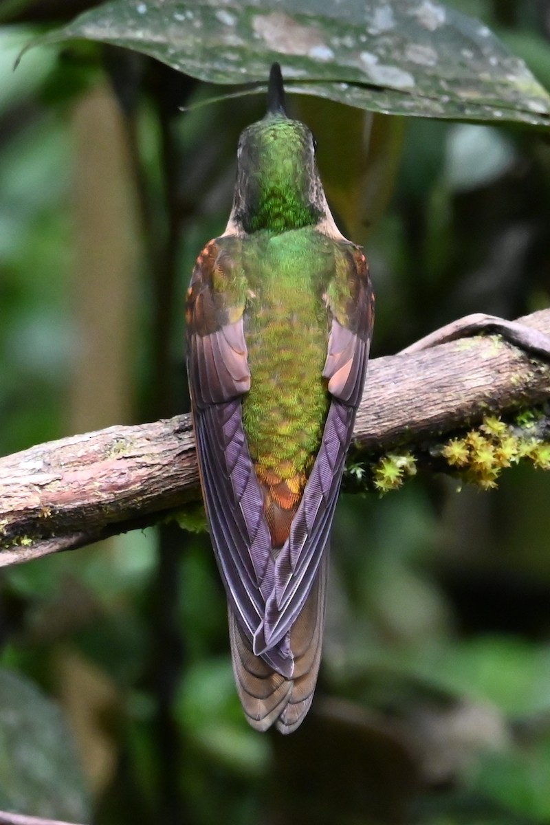 Fawn-breasted Brilliant - ML646373466