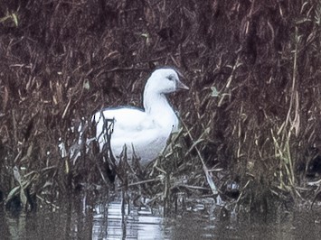 Ross's Goose - ML646373470