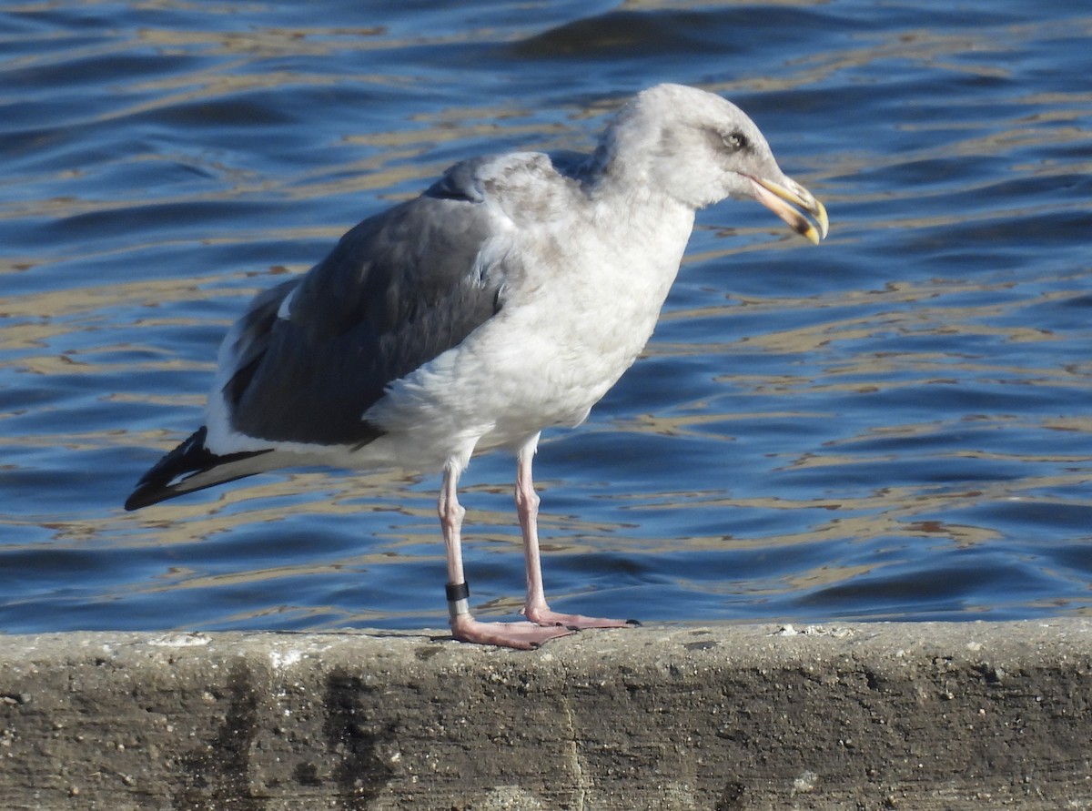 Western Gull - ML646373471