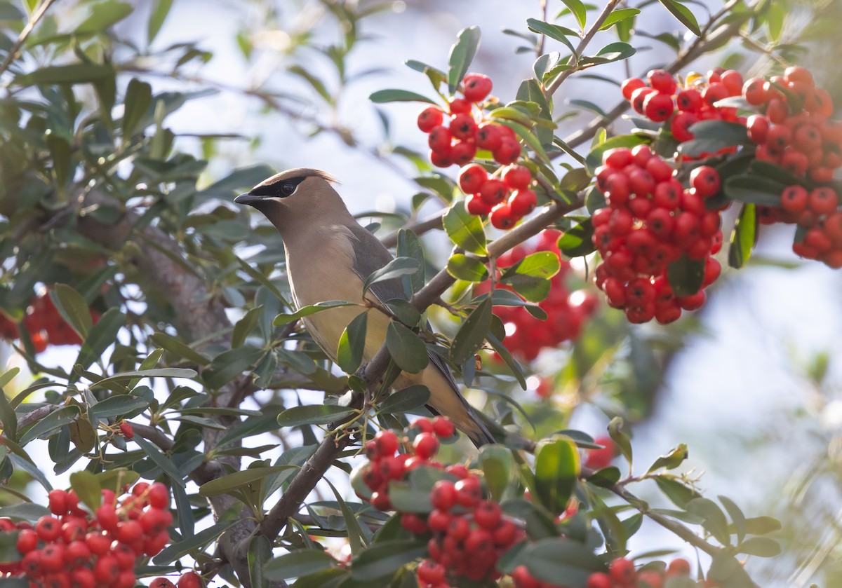 Cedar Waxwing - ML646373472
