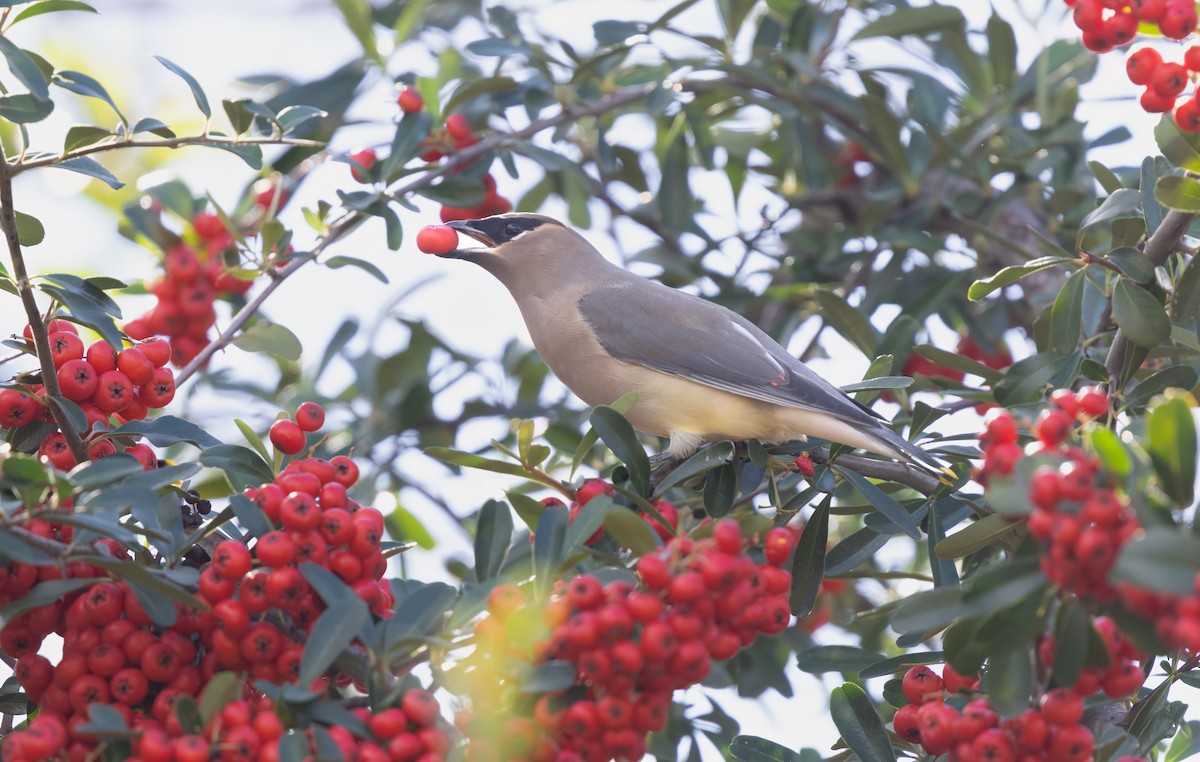 Cedar Waxwing - ML646373473