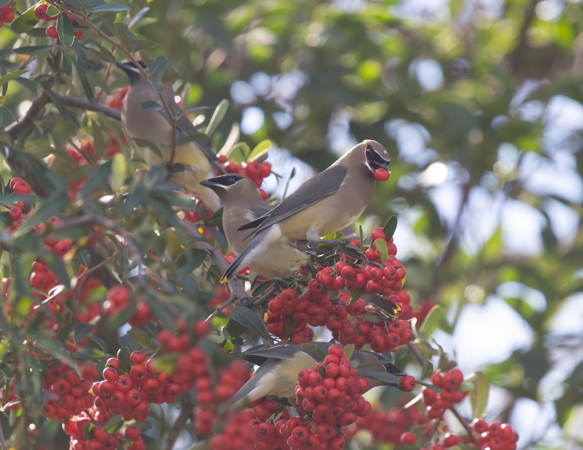 Cedar Waxwing - ML646373474