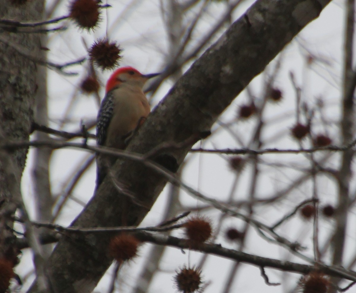Red-bellied Woodpecker - ML646373475