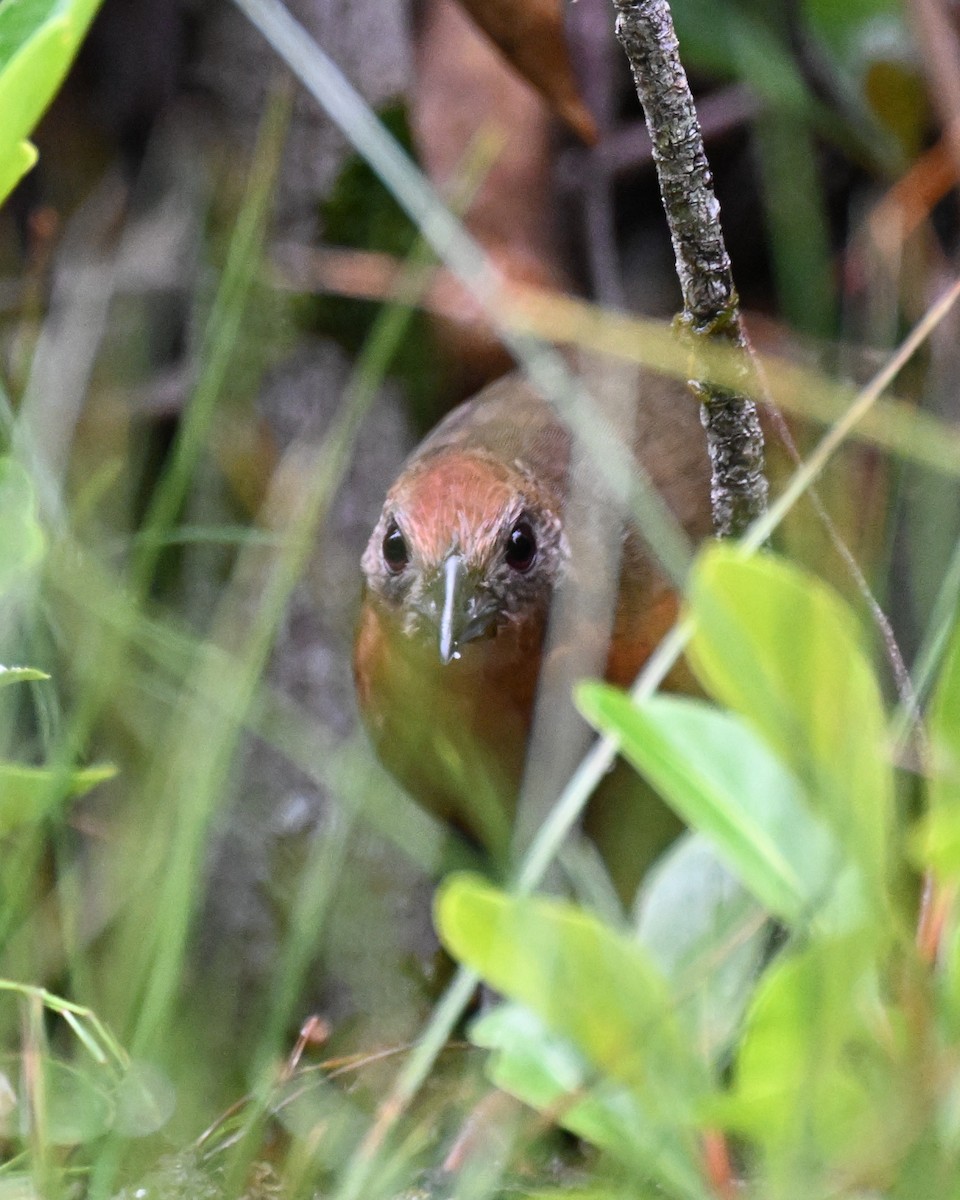 Russet-crowned Crake - ML646373476