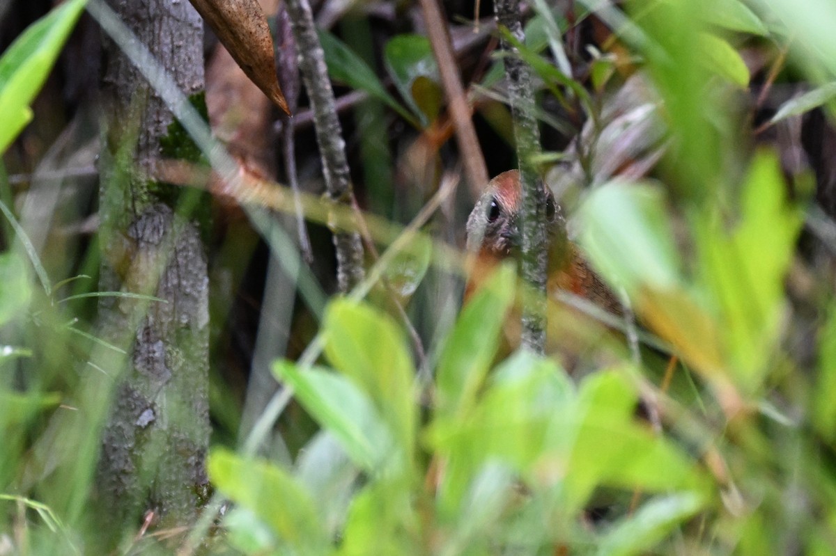 Russet-crowned Crake - ML646373477