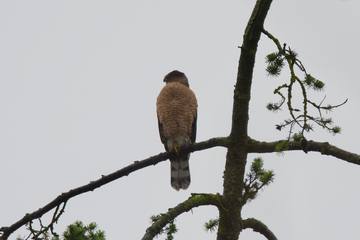 Cooper's Hawk - ML646373478