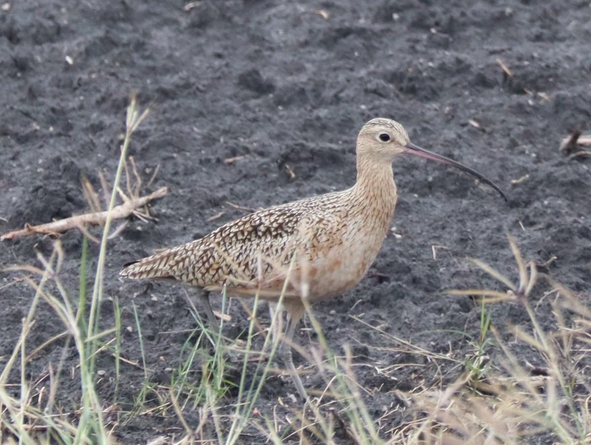 Long-billed Curlew - ML646373479