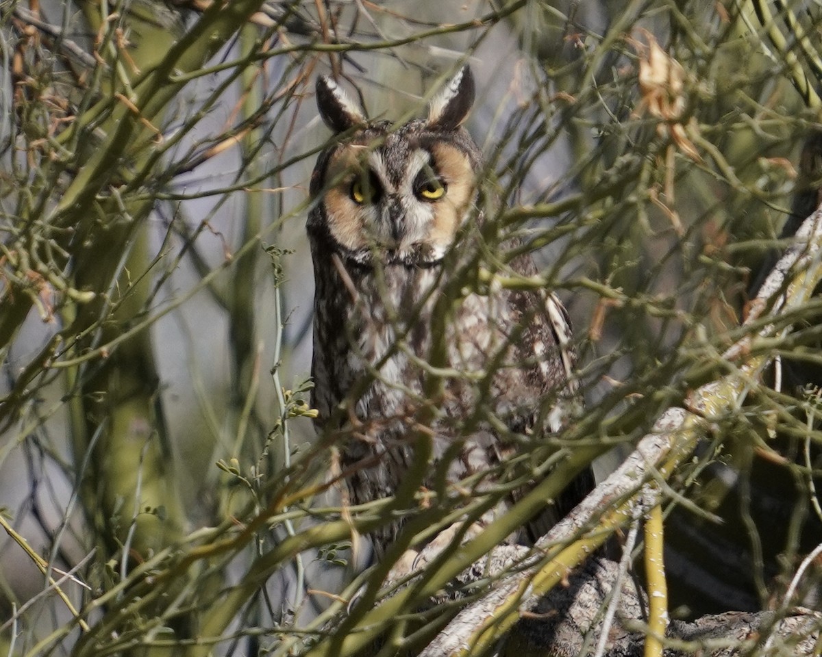 Long-eared Owl - ML646373484