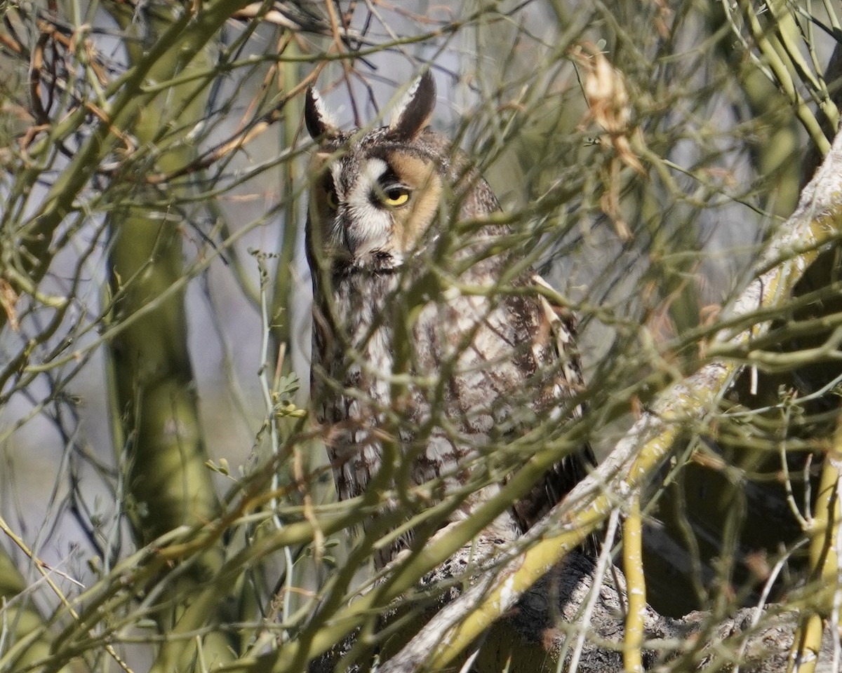 Long-eared Owl - ML646373485