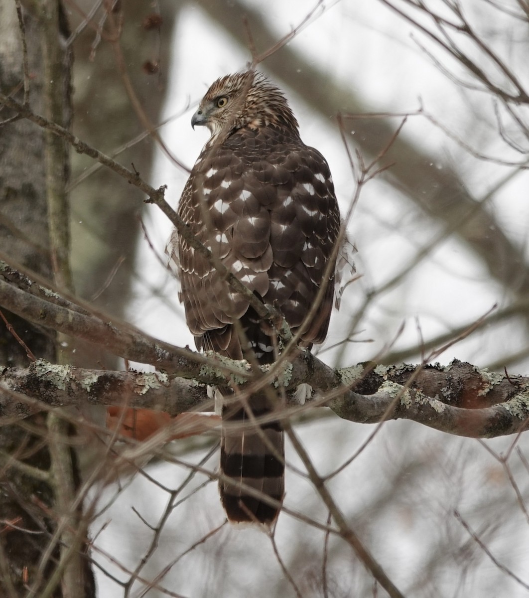 Яструб чорноголовий - ML646373488