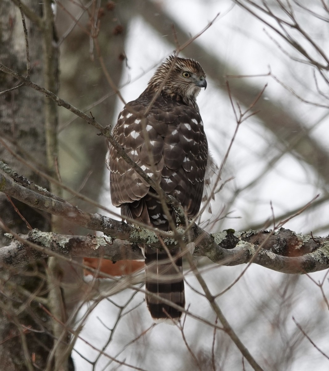 Яструб чорноголовий - ML646373489