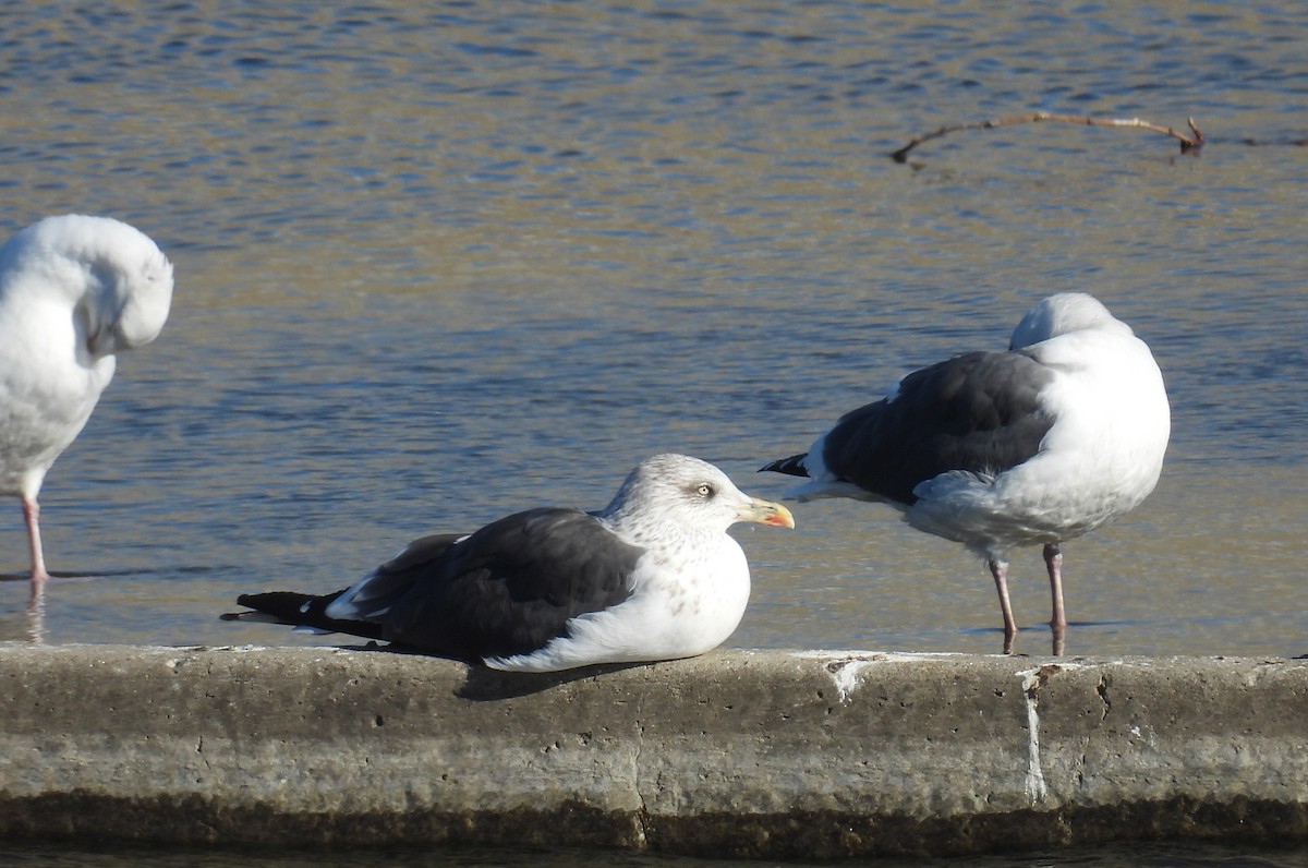 Lesser Black-backed Gull - ML646373490
