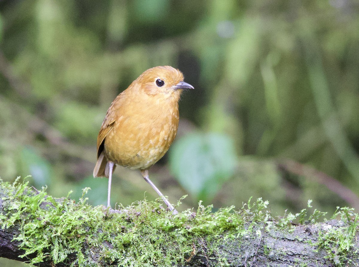 Equatorial Antpitta - ML646373497