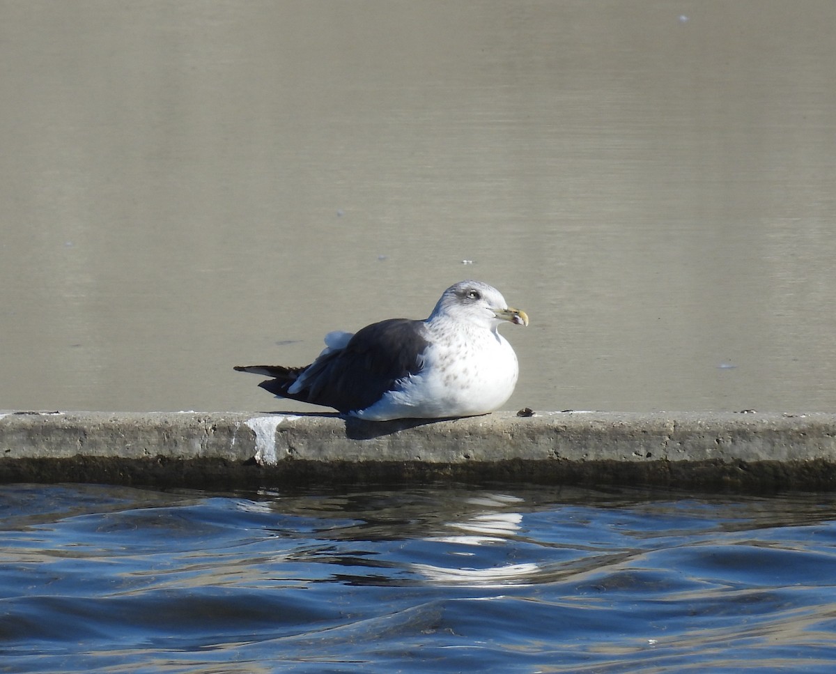 Lesser Black-backed Gull - ML646373498