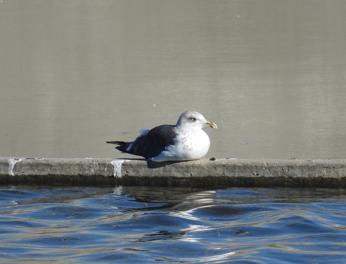 Lesser Black-backed Gull - ML646373500