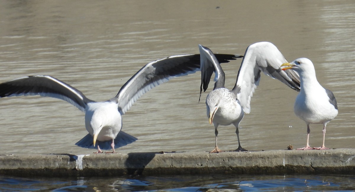 Lesser Black-backed Gull - ML646373501