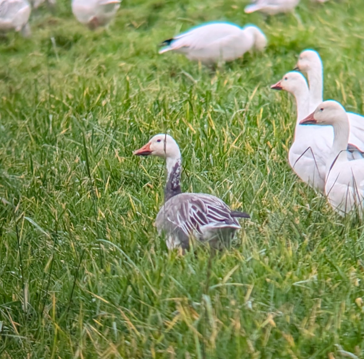 Snow Goose - ML646373502