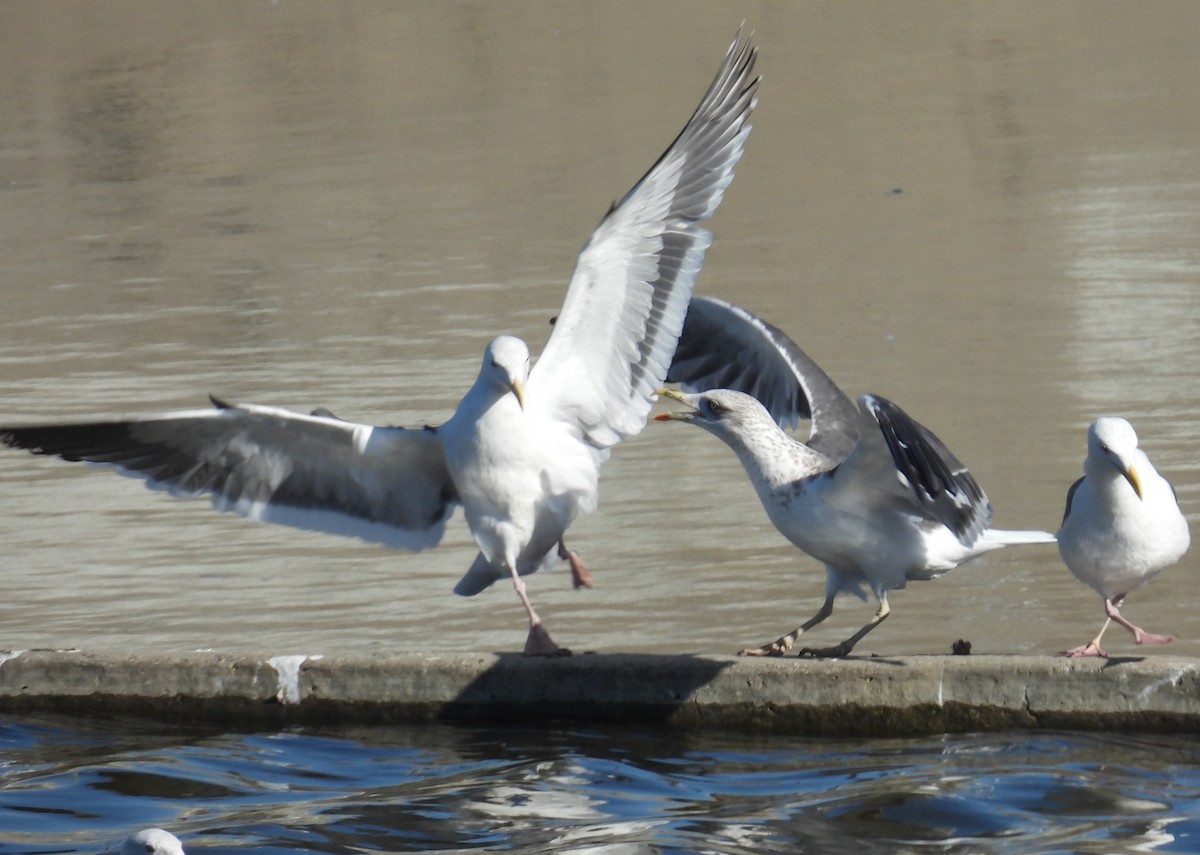 Lesser Black-backed Gull - ML646373503
