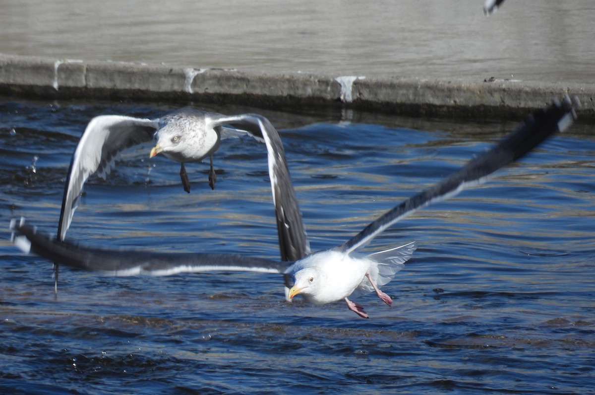 Lesser Black-backed Gull - ML646373505