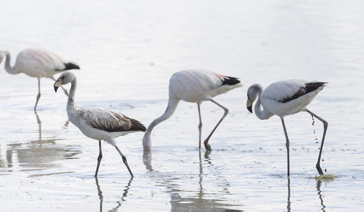 James's Flamingo - ML646373506