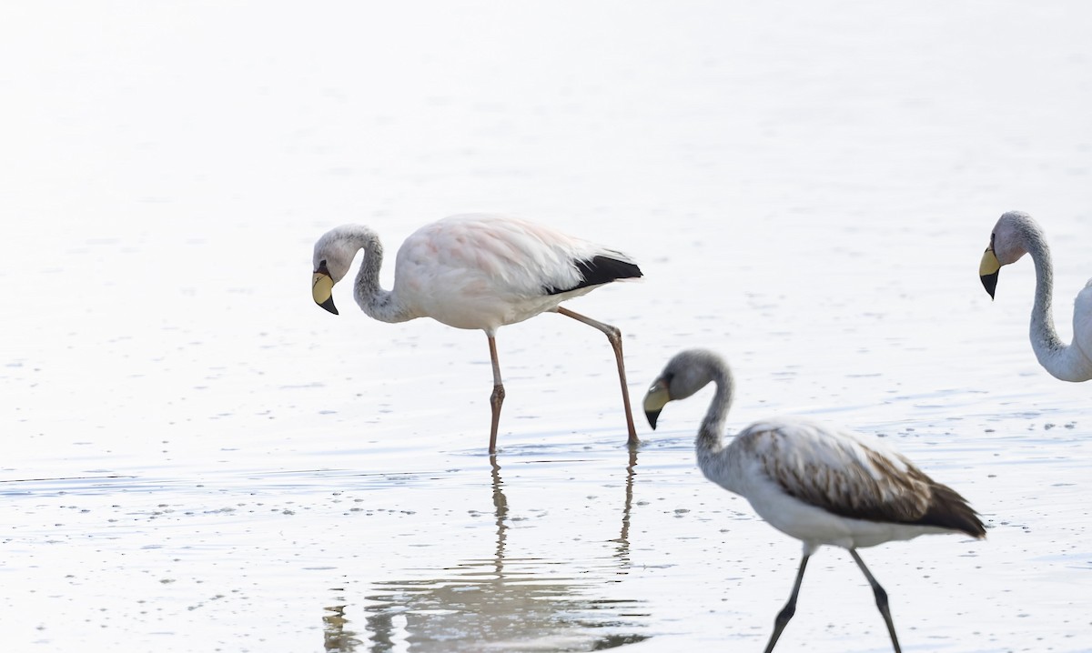 James's Flamingo - ML646373507