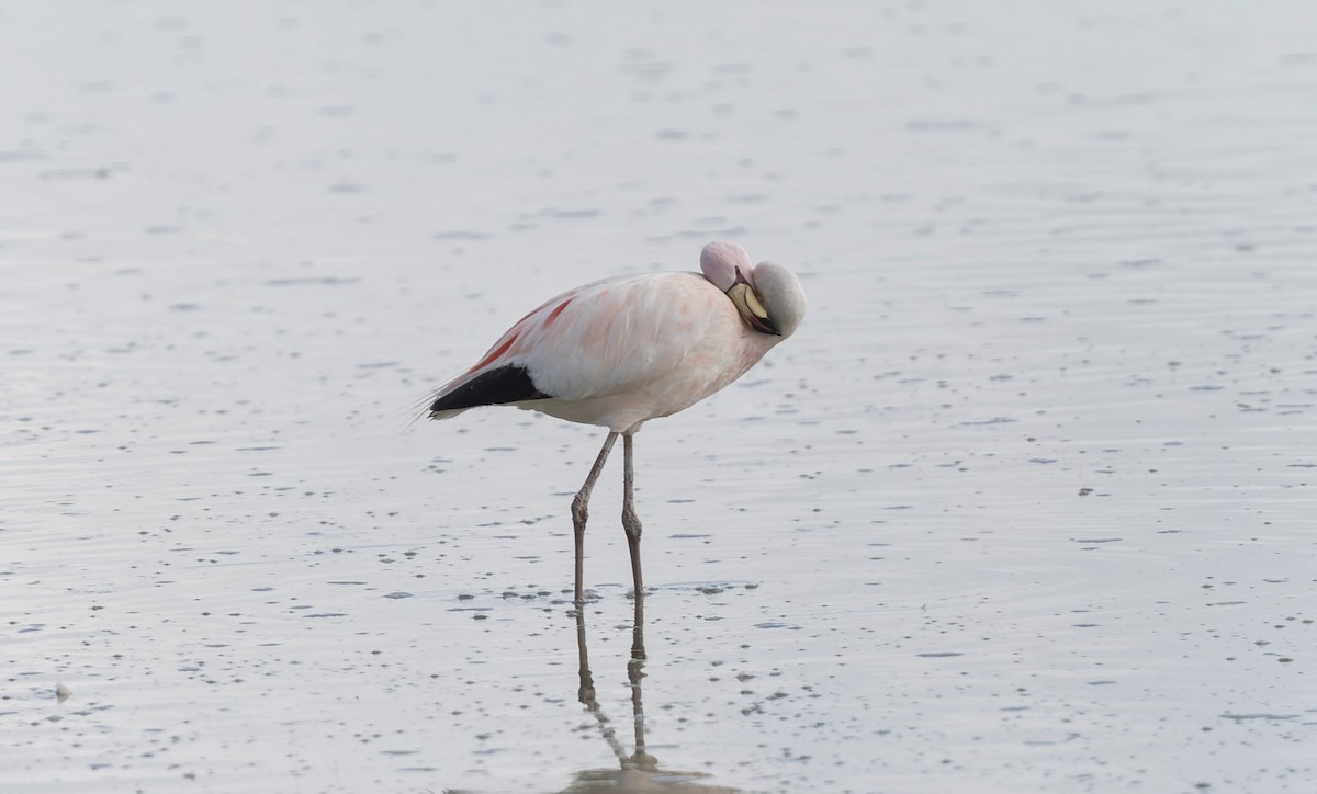 James's Flamingo - ML646373508
