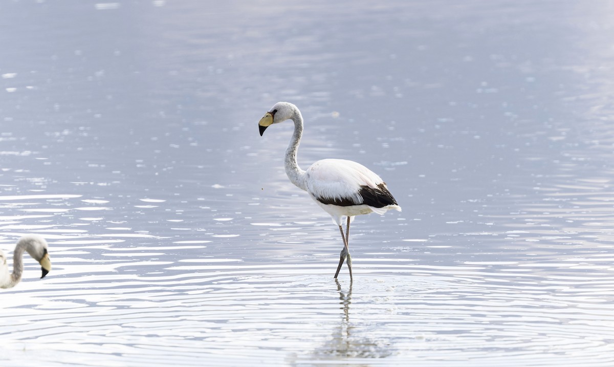 James's Flamingo - ML646373509