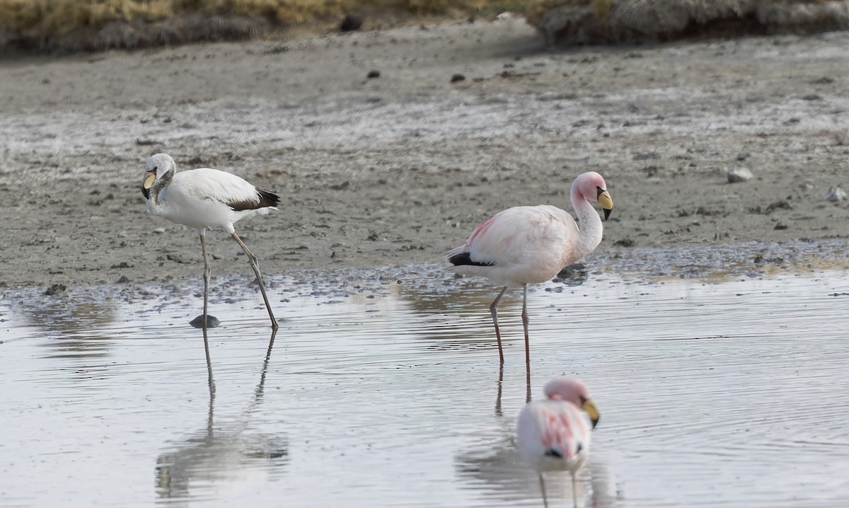 James's Flamingo - ML646373510