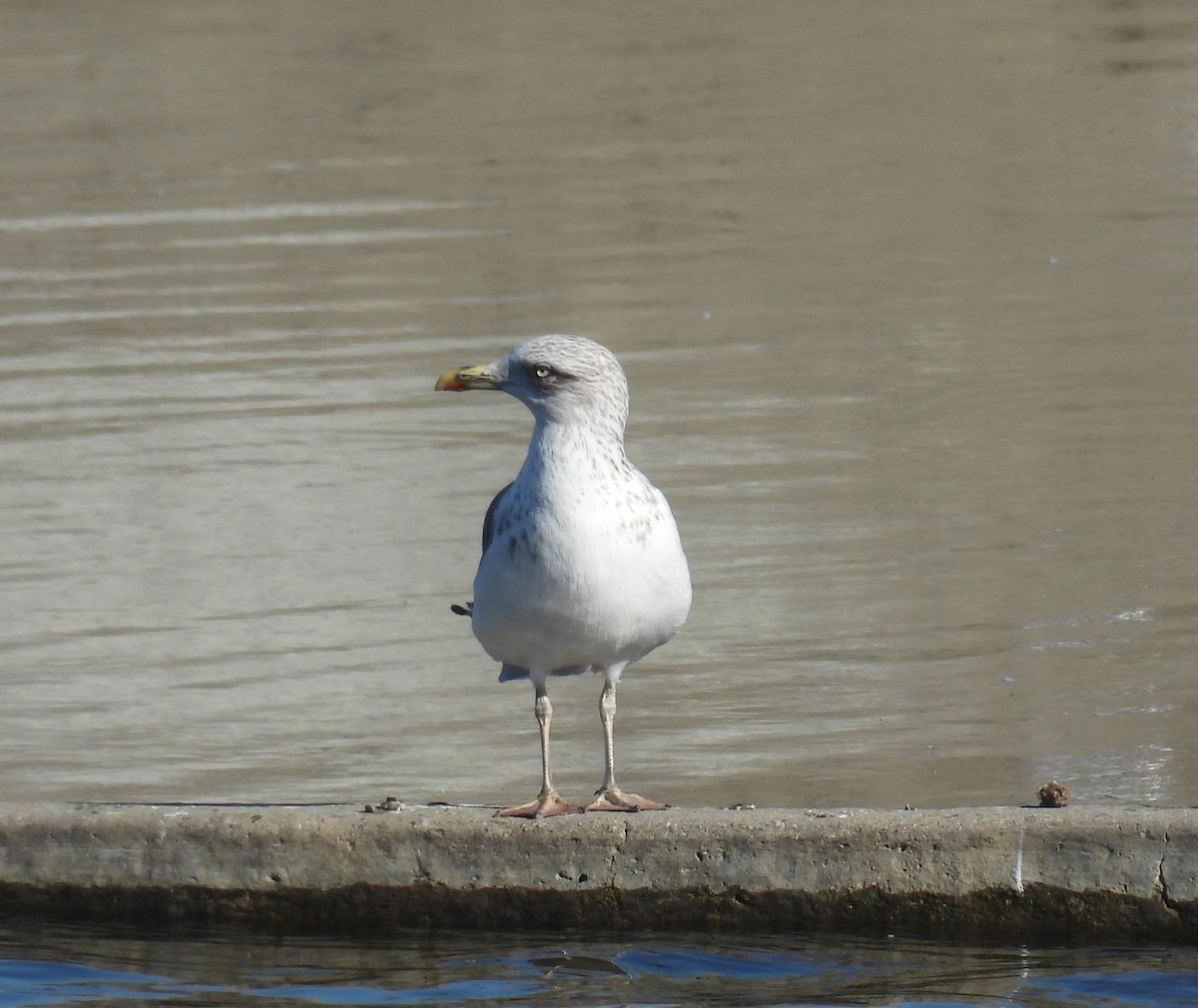 Lesser Black-backed Gull - ML646373511