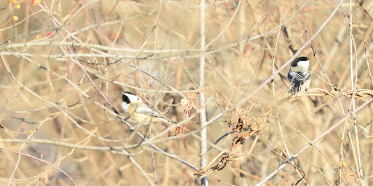 Mésange à tête noire - ML646373514