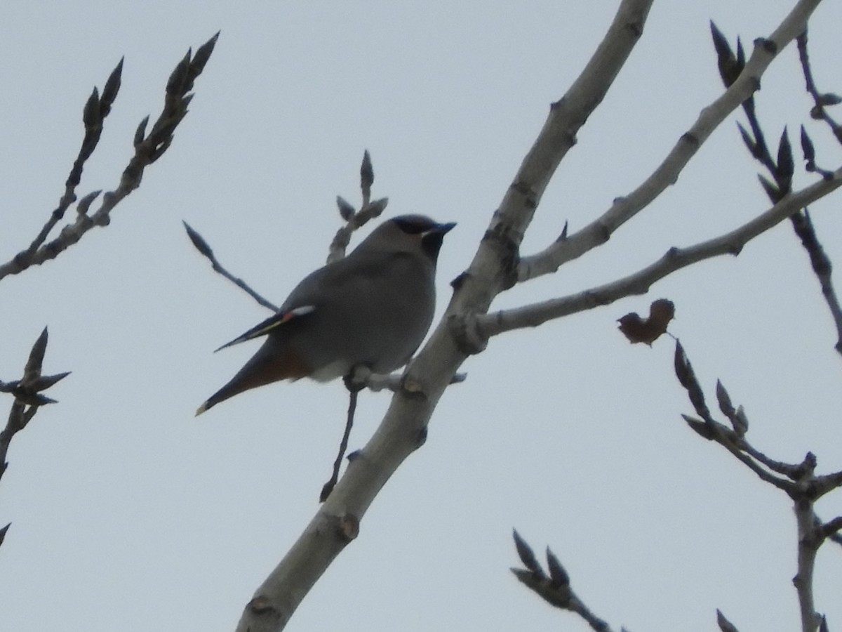 Bohemian Waxwing - ML646373517