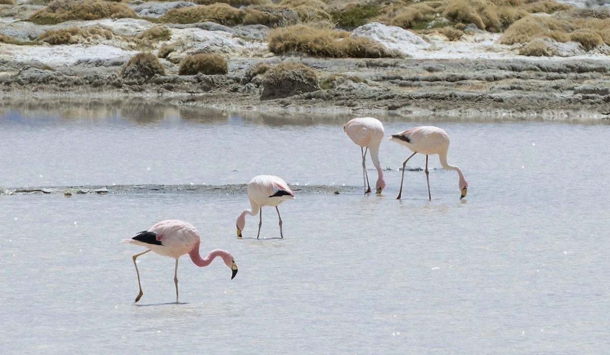 Andean Flamingo - ML646373520