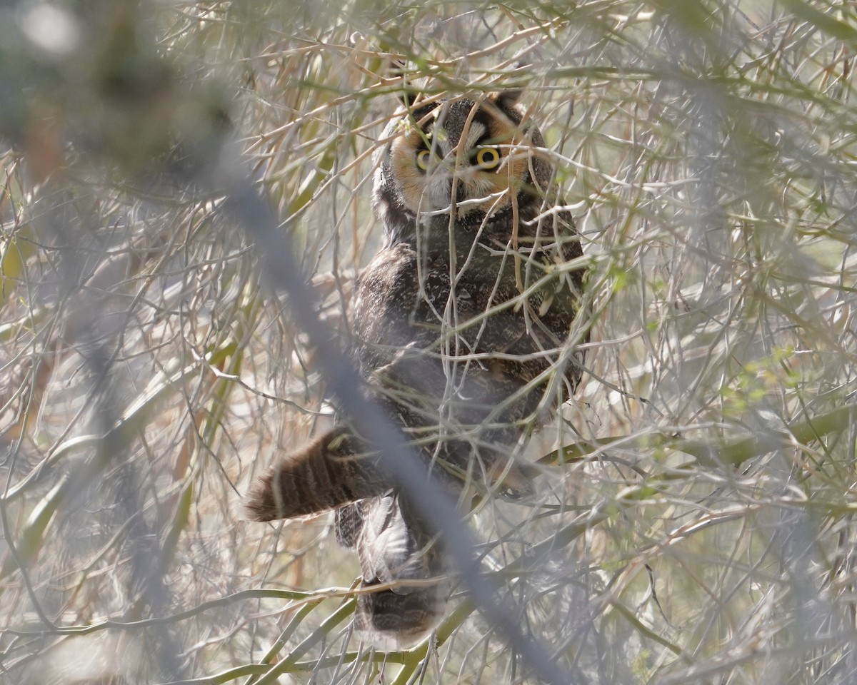 Long-eared Owl - ML646373521