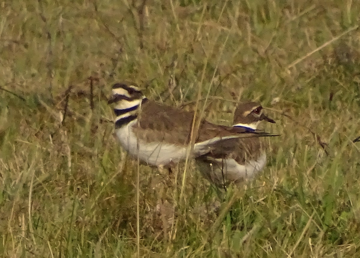 Killdeer - ML646373524